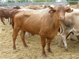 144  Brahman X Santa Gertrudis Steers