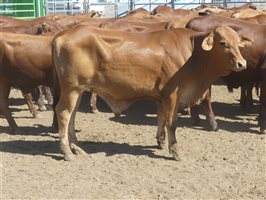 116  Droughtmaster Steers