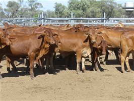 116  Droughtmaster Steers