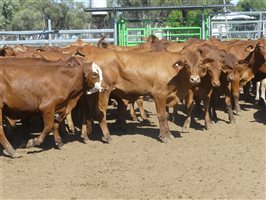 116  Droughtmaster Steers