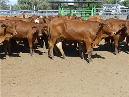 116  Droughtmaster Steers