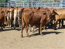 116  Droughtmaster Steers