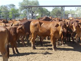 116  Droughtmaster Steers