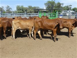 116  Droughtmaster Steers