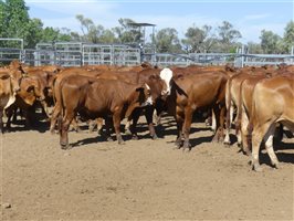 116  Droughtmaster Steers