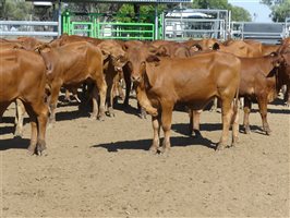 116  Droughtmaster Steers