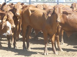 116  Droughtmaster Steers