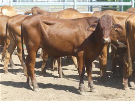 116  Droughtmaster Steers