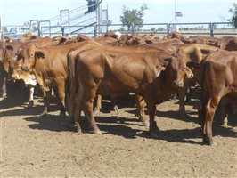 116  Droughtmaster Steers