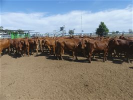 116  Droughtmaster Steers