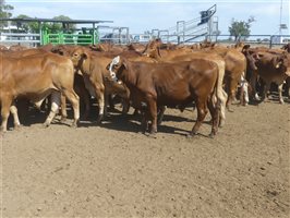 116  Droughtmaster Steers