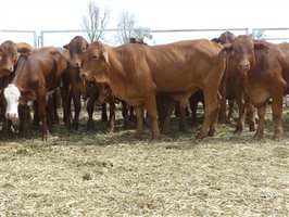 114  Droughtmaster X Hereford Steers