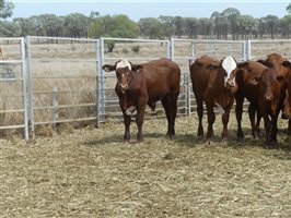 114  Droughtmaster X Hereford Steers