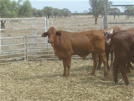 114  Droughtmaster X Hereford Steers