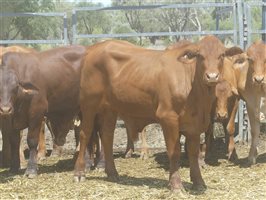 114  Droughtmaster X Hereford Steers