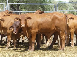 114  Droughtmaster X Hereford Steers