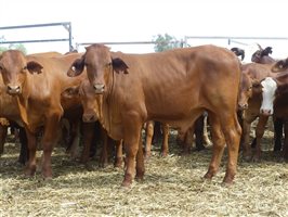 114  Droughtmaster X Hereford Steers