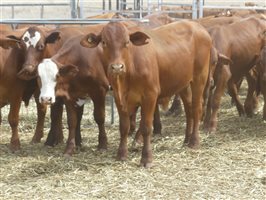 114  Droughtmaster X Hereford Steers