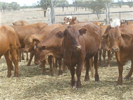 114  Droughtmaster X Hereford Steers