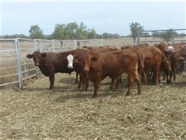 114  Droughtmaster X Hereford Steers
