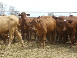114  Droughtmaster X Hereford Steers