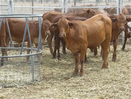 116  Droughtmaster X Hereford Heifers