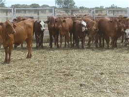 116  Droughtmaster X Hereford Heifers