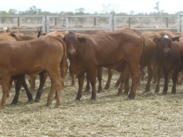 116  Droughtmaster X Hereford Heifers