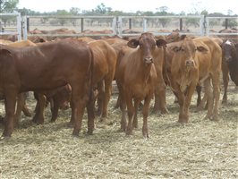 116  Droughtmaster X Hereford Heifers