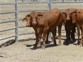 116  Droughtmaster X Hereford Heifers