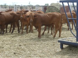 116  Droughtmaster X Hereford Heifers