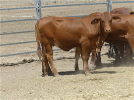 116  Droughtmaster X Hereford Heifers