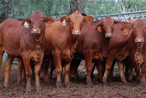 12  purebred NSM Droughtmaster Heifers
