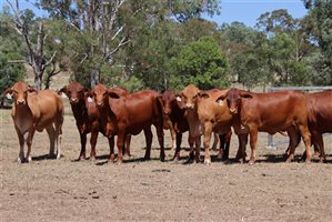 21  Droughtmaster Heifers