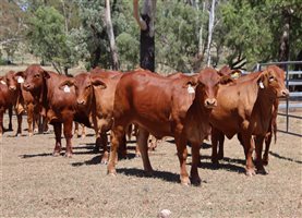 21  Droughtmaster Heifers