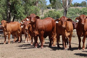 21  Droughtmaster Heifers