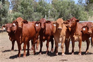 21  Droughtmaster Heifers