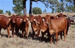 21  Droughtmaster Heifers