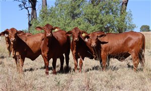 21  Droughtmaster Heifers