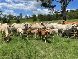 56  Brahman Cows & Calves