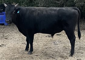 2 Full Blood Registered Wagyu Bulls