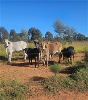 1086  Brahman X Brangus Cows & Calves