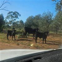 1086  Brahman X Brangus Cows & Calves