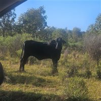 1086  Brahman X Brangus Cows & Calves