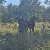 1086  Brahman X Brangus Cows & Calves