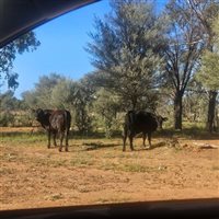 1086  Brahman X Brangus Cows & Calves