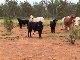 1086  Brahman X Brangus Cows & Calves