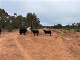1086  Brahman X Brangus Cows & Calves