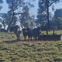 1086  Brahman X Brangus Cows & Calves