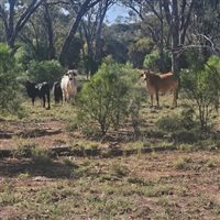 1086  Brahman X Brangus Cows & Calves